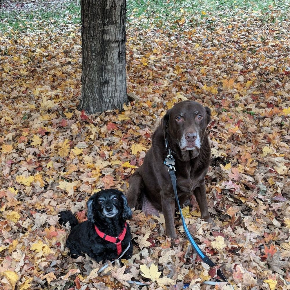 Meet your Posher, Lorelee